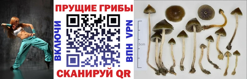 Псилоцибиновые грибы прущие грибы  Волгореченск 